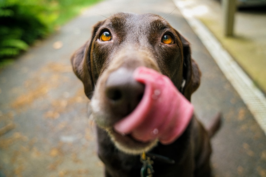 Photo salmon skin, dog